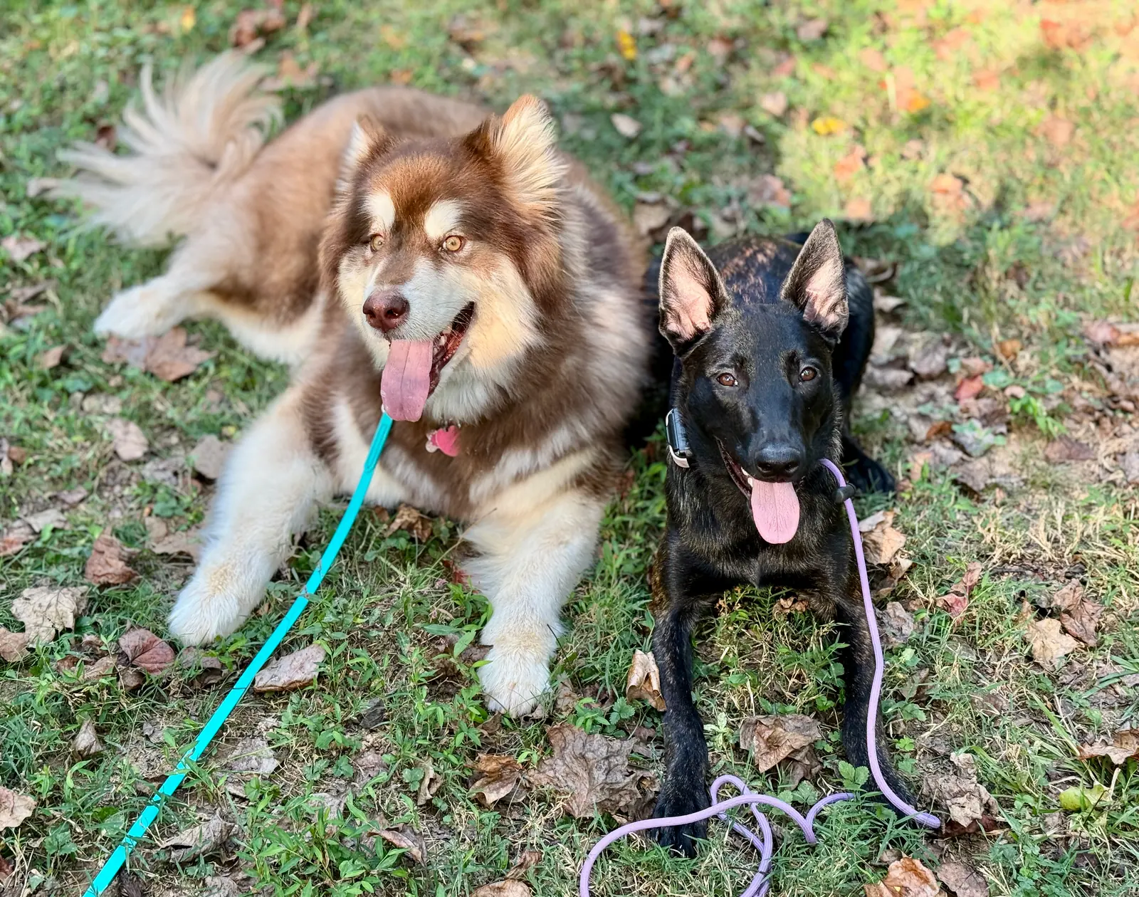 Basic obedience training at Georgia Doggy Dojo 12